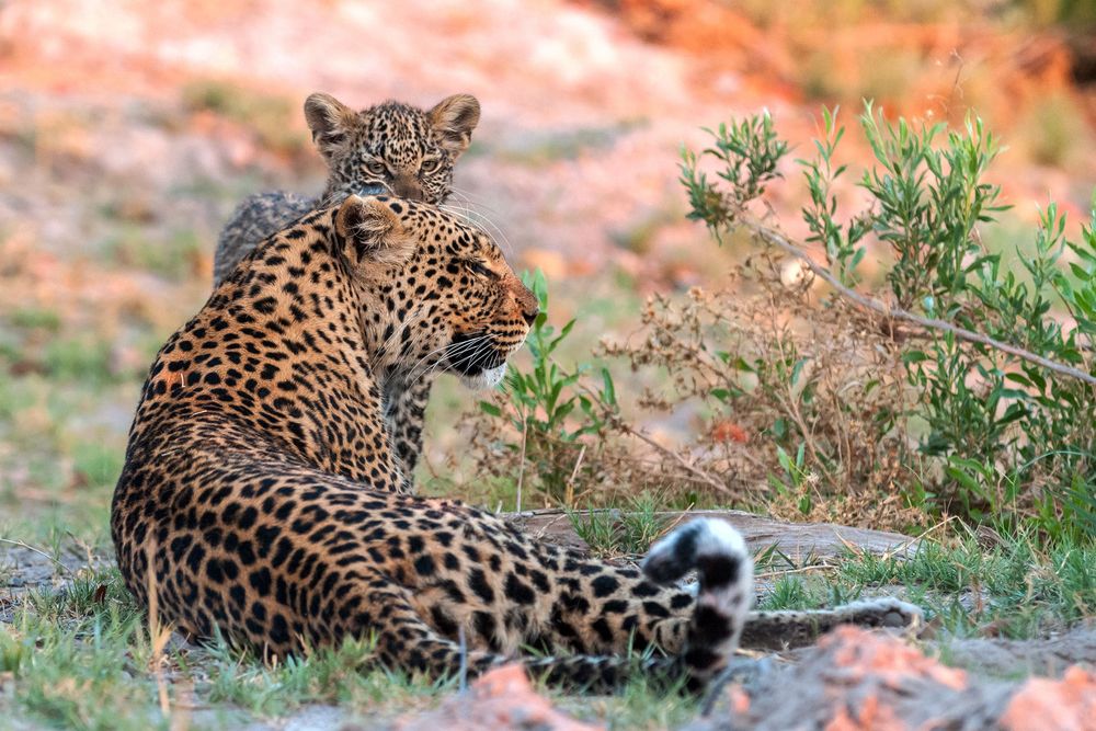 Leopardenmutter mit Baby