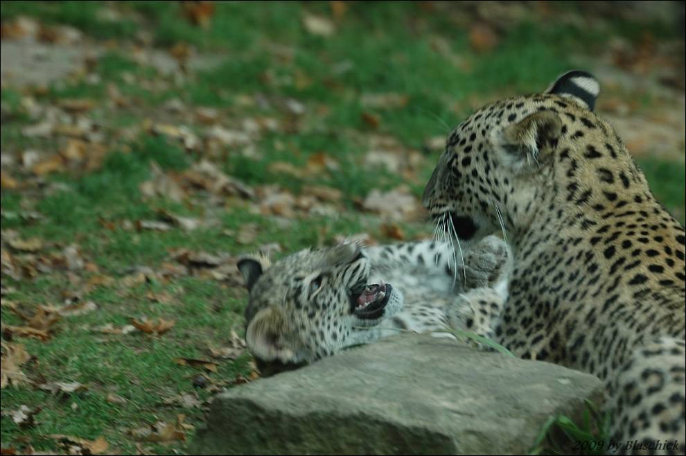Leopardenmutter mit Kind am spielen