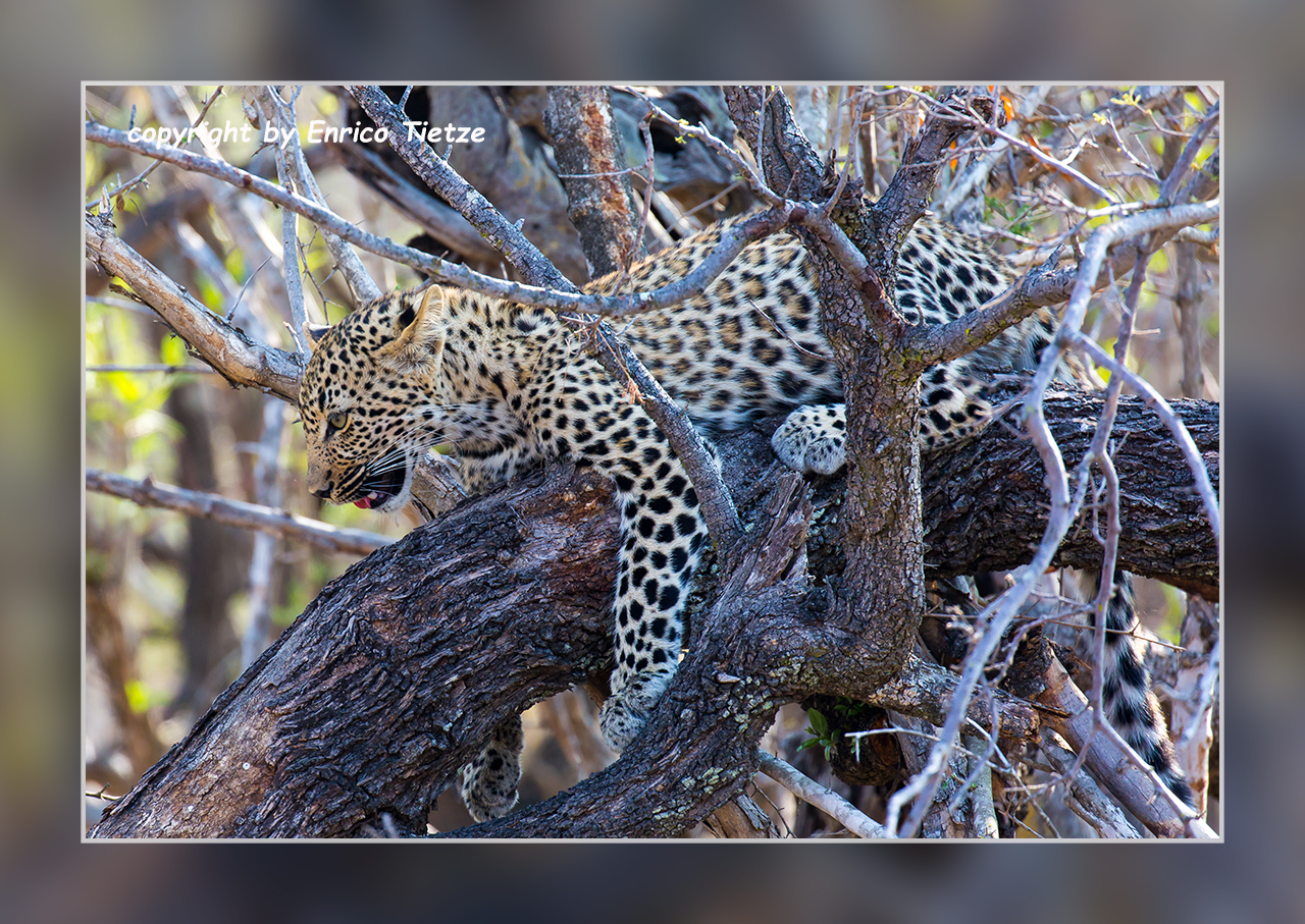 Leopardennachwuchs im Baum im Krüger NP, SA