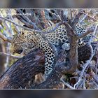 Leopardennachwuchs im Baum im Krüger NP, SA