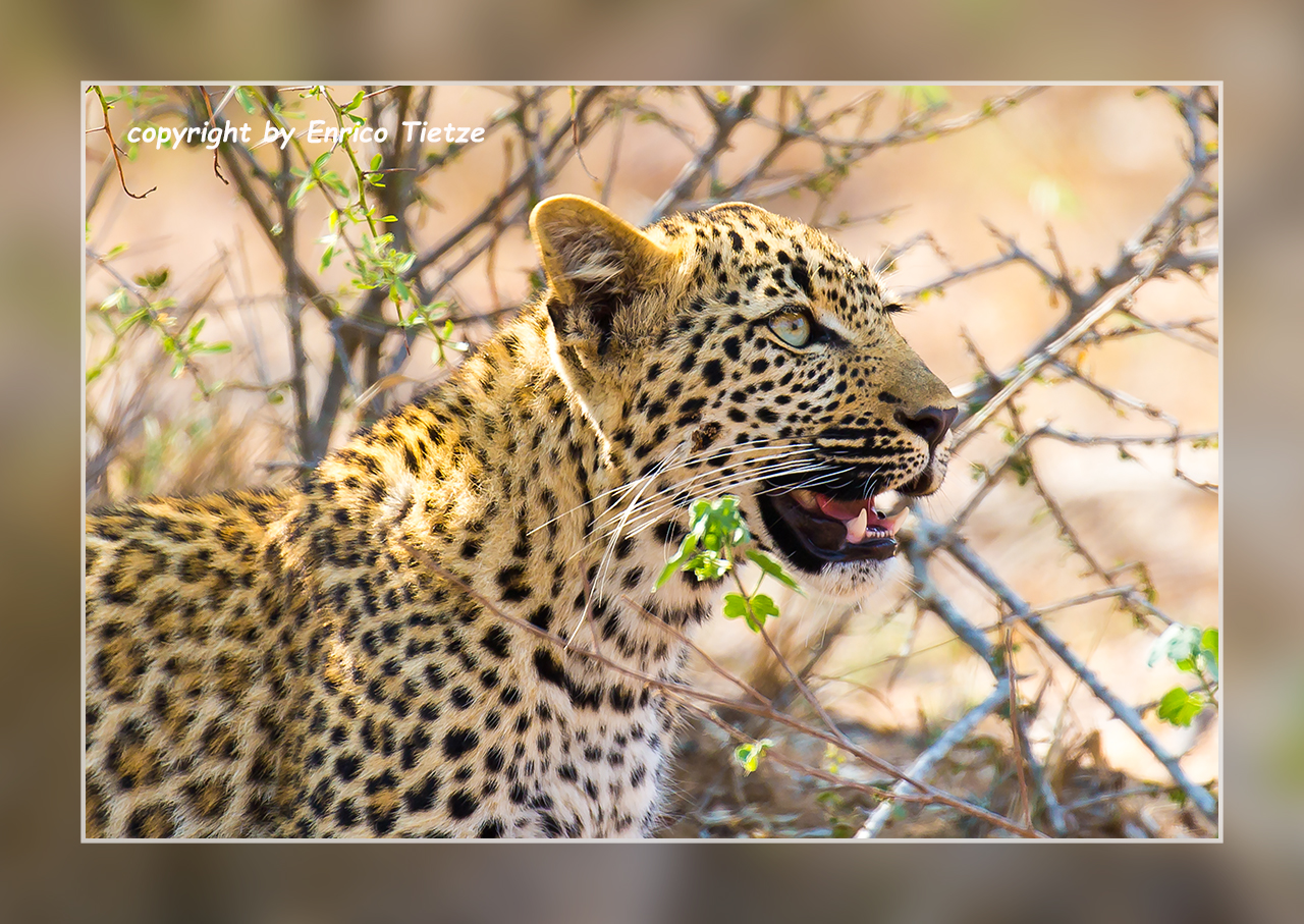 Leopardennachwuchs im Krüger NP, SA