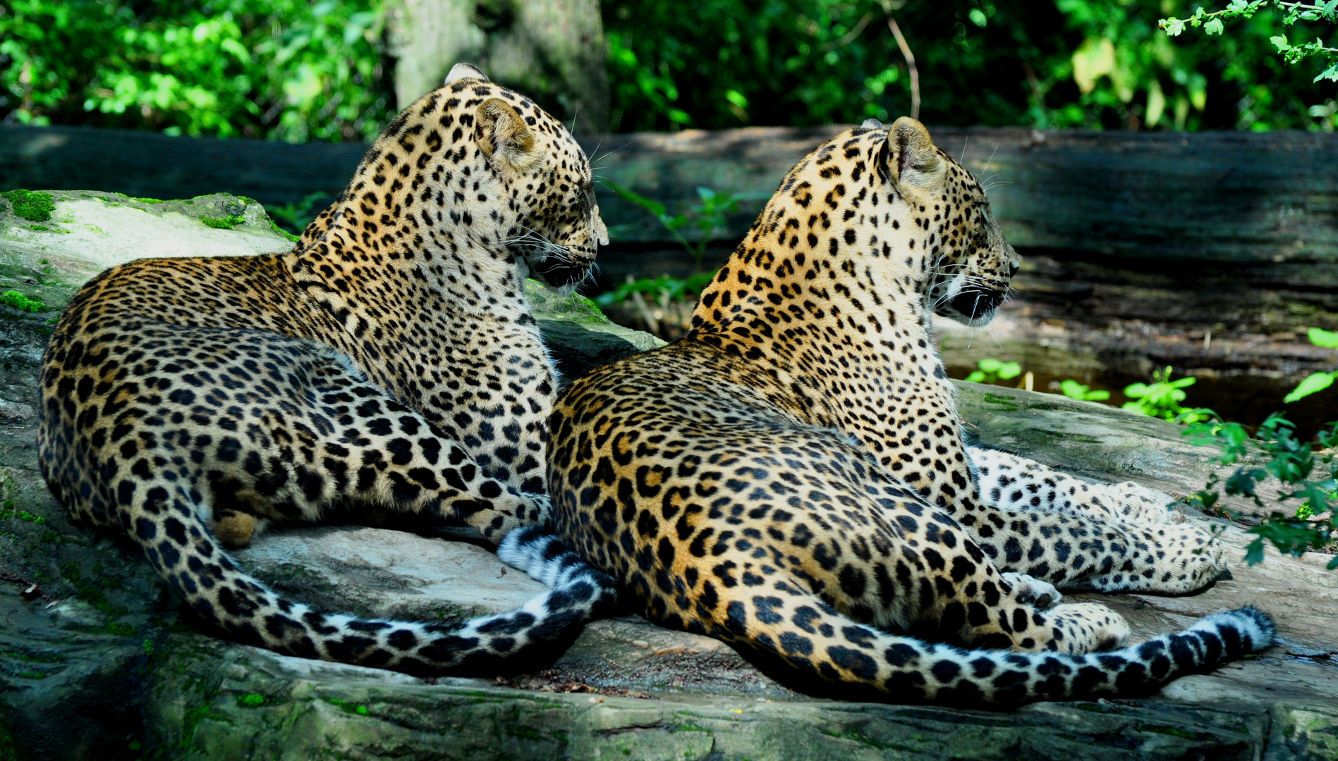 Leopardenpaar im Burger Zoo Arnheim