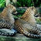 Leopardenpaar im Burger Zoo Arnheim