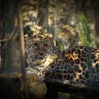 Leopardenpause
