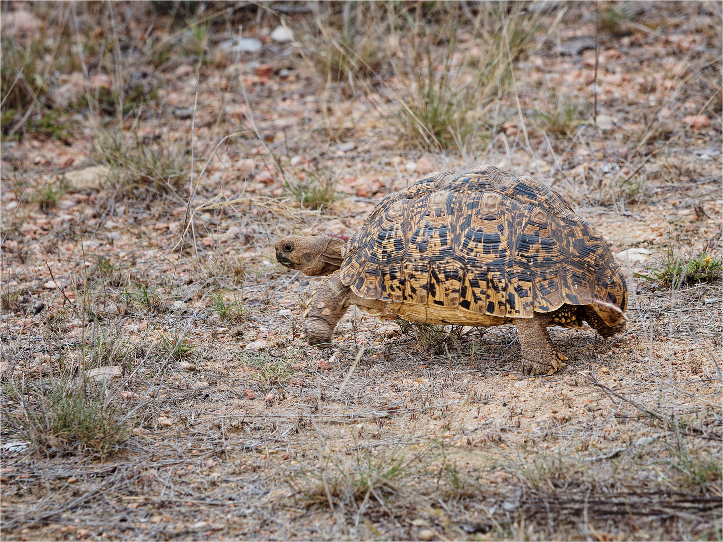 Leopardenschildkröte