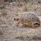 Leopardenschildkröte