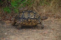 Leopardenschildkröte