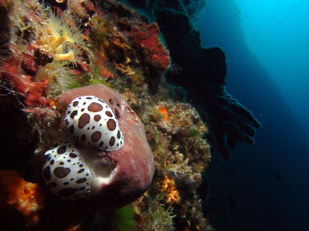 Leopardenschnecken, peltodoris atromaculata auf Feigenschwamm