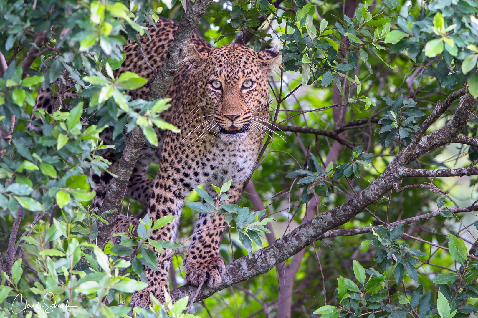 Leopardenweibchen