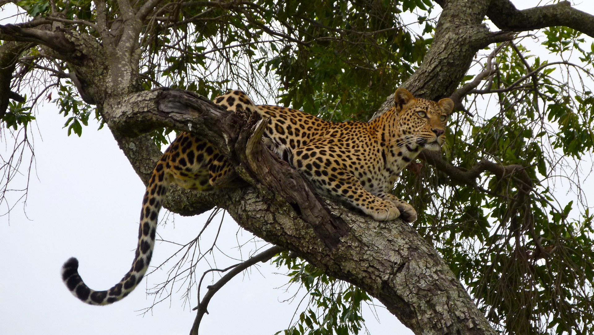 Leopardenweibchen Masai Mara