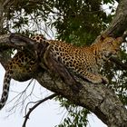 Leopardenweibchen Masai Mara