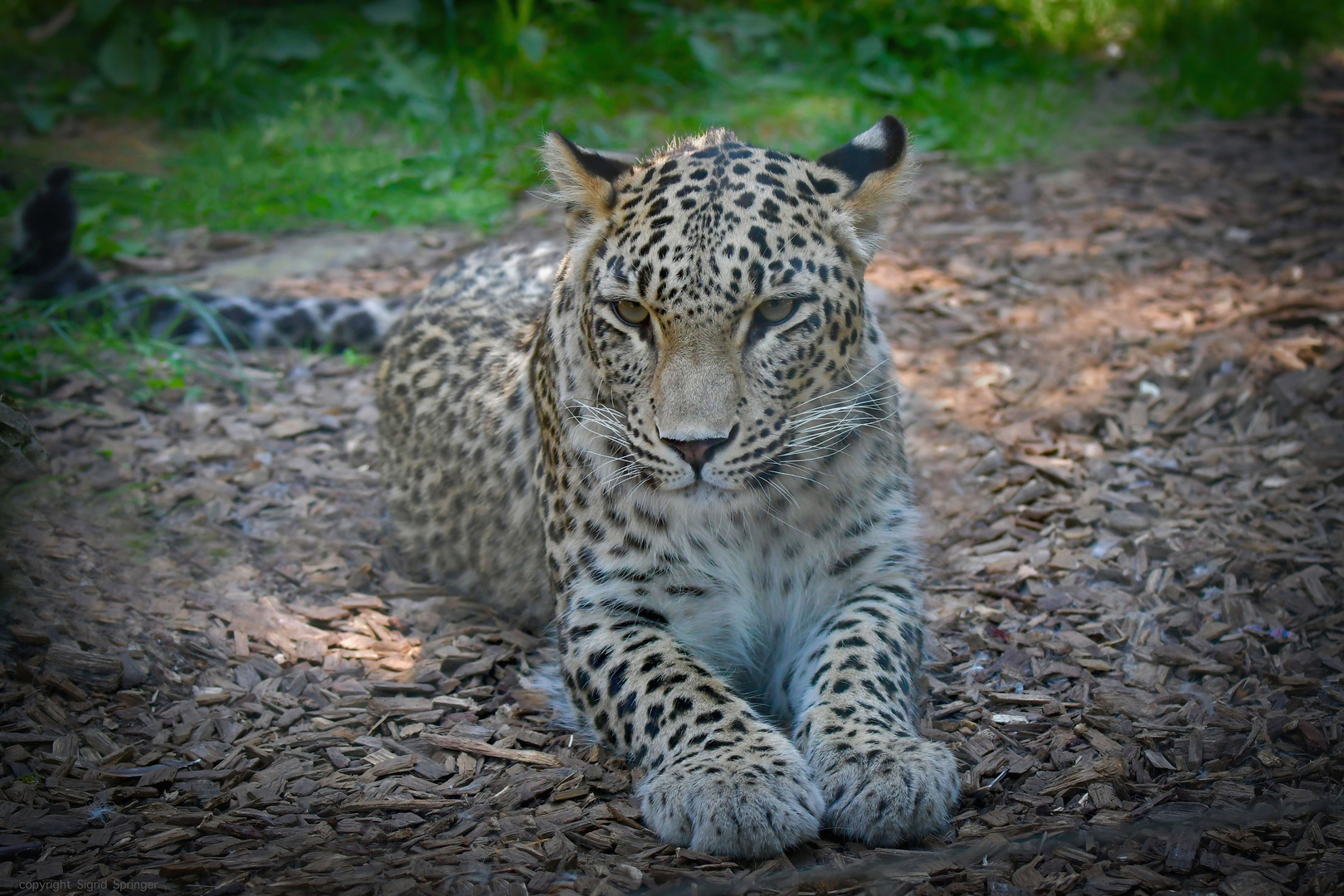 Leopardenweibchen Nahla