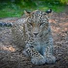Leopardenweibchen Nahla