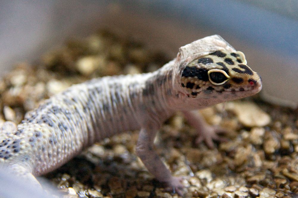Leopardgecko Foto & Bild | tiere, haustiere, terraristik Bilder auf ...