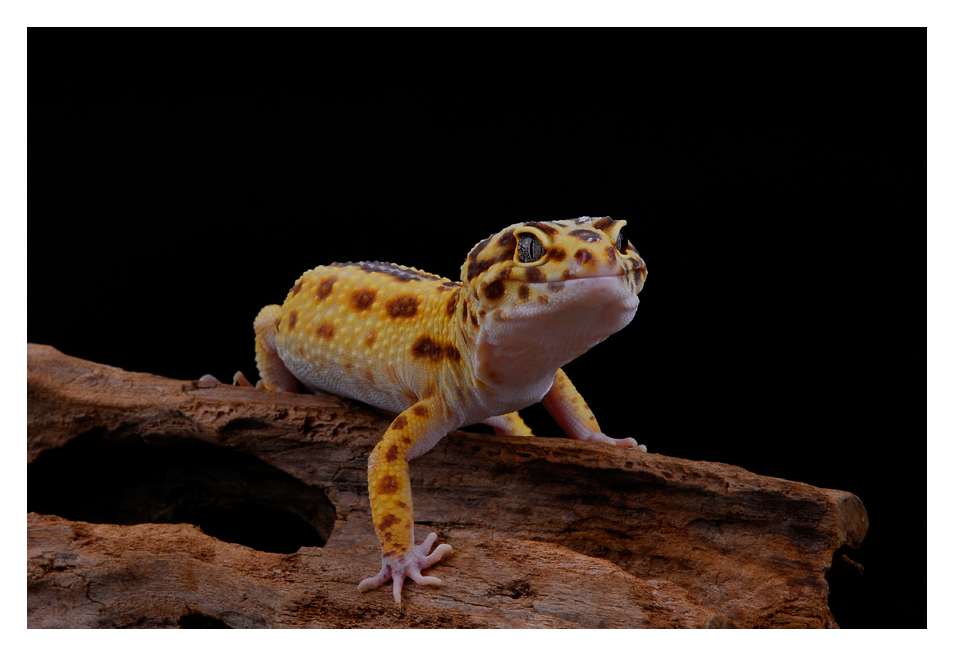 Leopardgecko #1