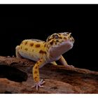 Leopardgecko #1