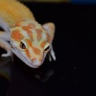 Leopardgecko