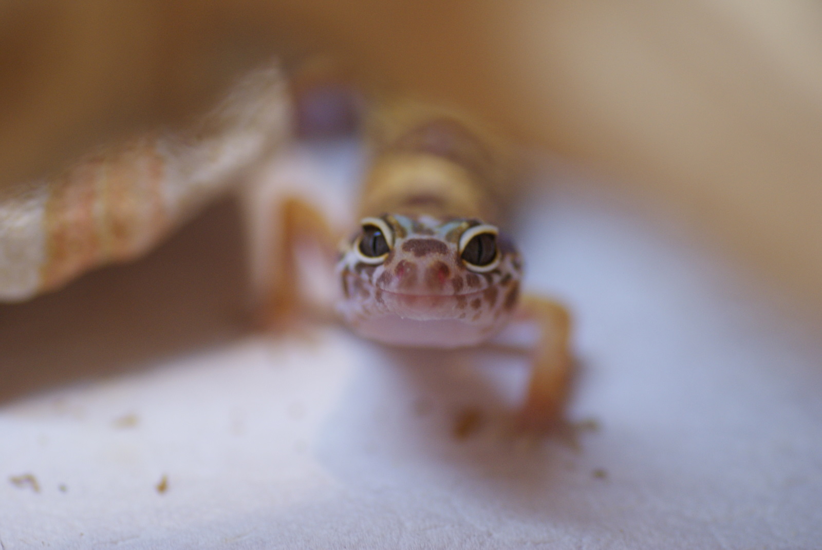 Leopardgecko