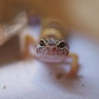 Leopardgecko