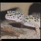 Leopardgecko