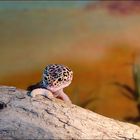 Leopardgecko