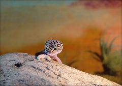 Leopardgecko