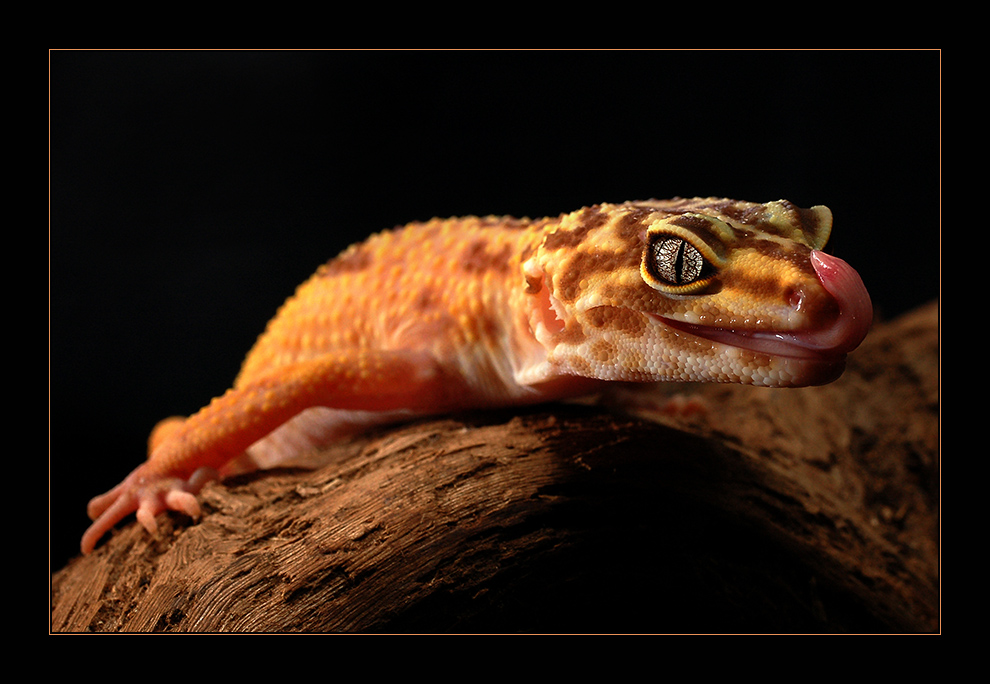 Leopardgecko