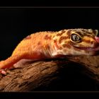 Leopardgecko