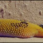 Leopardgecko