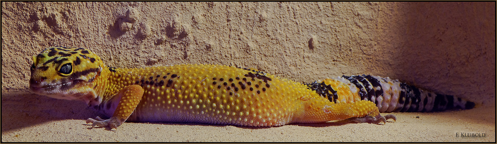 Leopardgecko