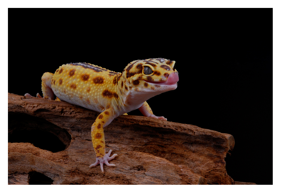Leopardgecko #2