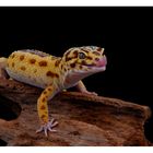 Leopardgecko #2