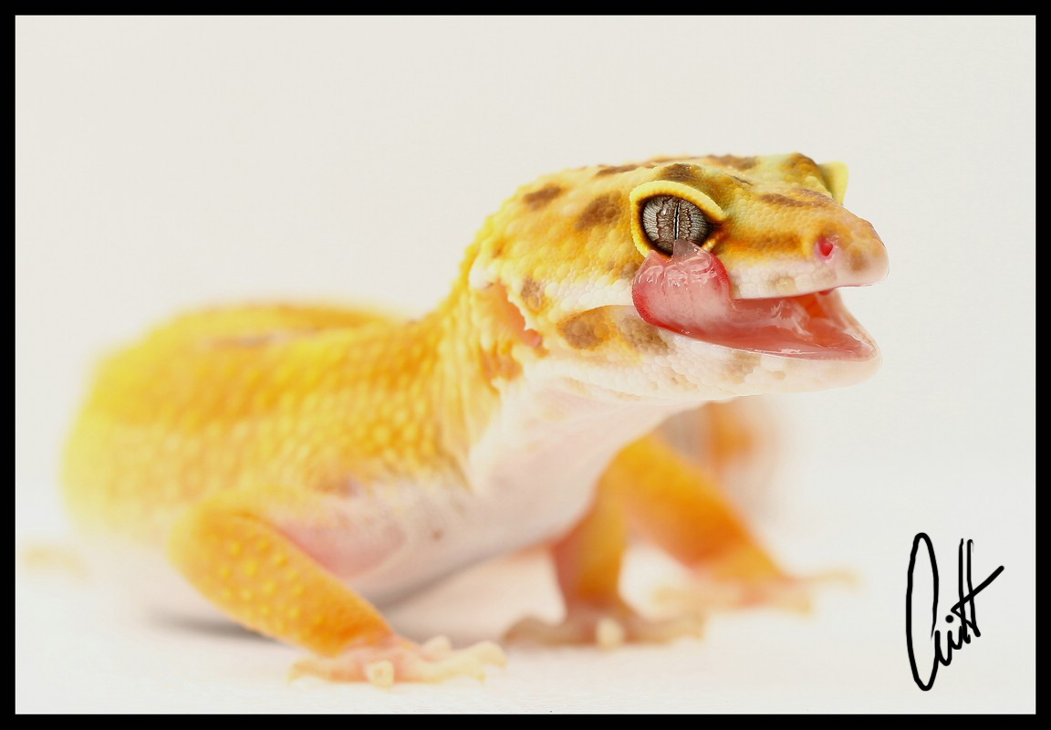 Leopardgecko 2