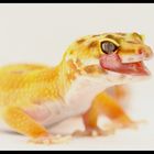 Leopardgecko 2