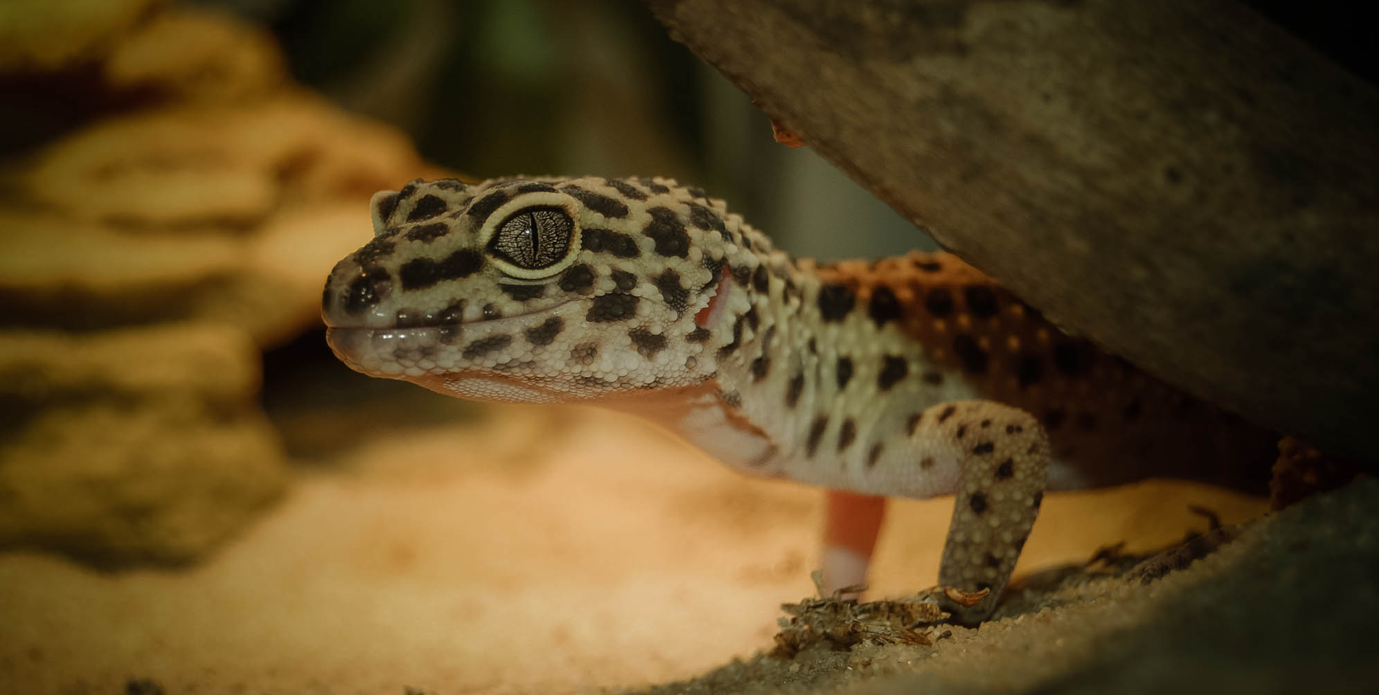 Leopardgecko Foto & Bild tiere, haustiere, terraristik Bilder auf