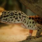 Leopardgecko