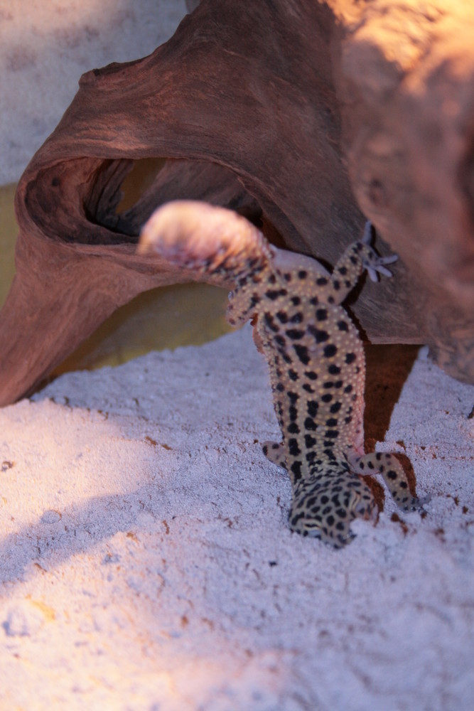 Leopardgecko