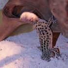 Leopardgecko