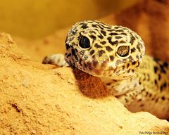 Leopardgecko