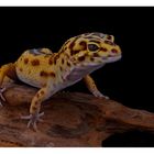 Leopardgecko #3