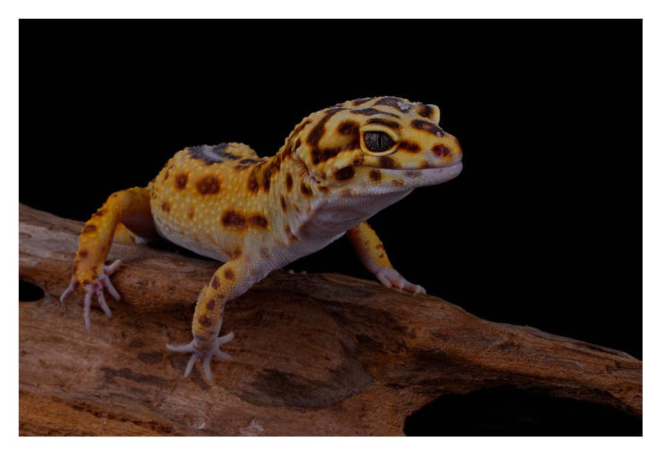 Leopardgecko #3