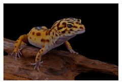 Leopardgecko #3