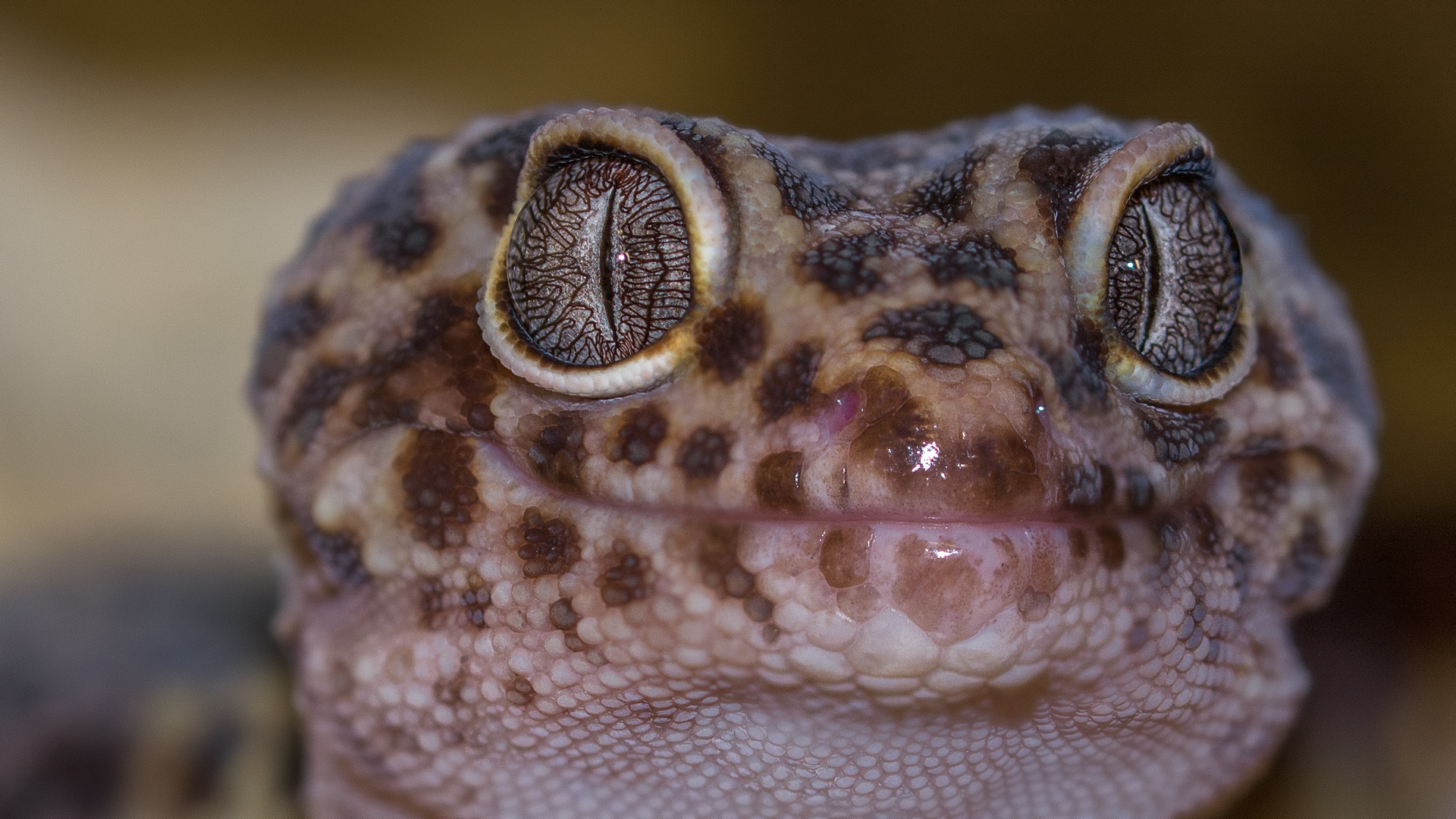 Leopardgecko