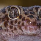 Leopardgecko