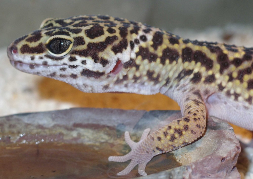 Leopardgecko