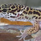 Leopardgecko