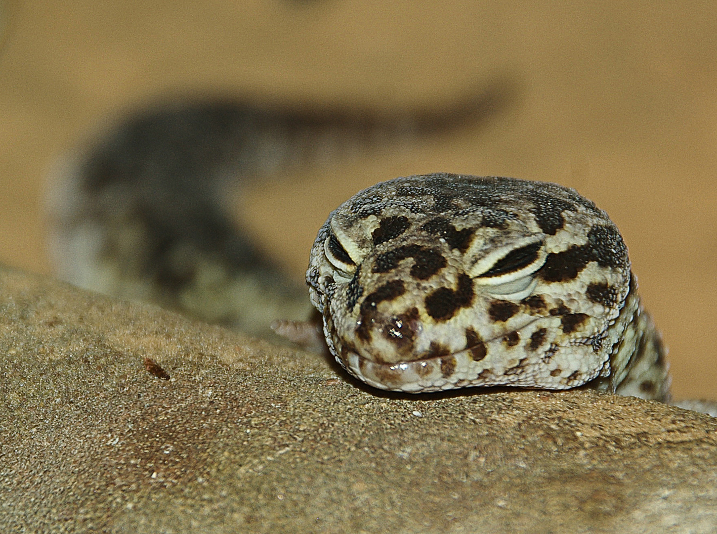 Leopardgecko