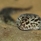 Leopardgecko