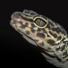 Leopardgecko