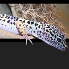 Leopardgecko